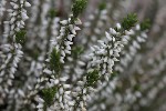 5du00044 - Calluna vulgaris