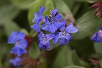 5du00046 - Ceratostigma plumbaginoides
