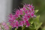 5du00048 - Hylotelephium spectabile