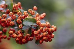 5du00054 - Pyracantha crenulata