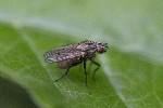 5du00062 - Anthomyia sp.