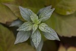5du00067 - Parietaria judaica