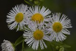 5du00079 - Erigeron annuus