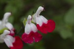 5du00085 - Salvia microphylla
