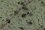 5du00097 - Corythucha arcuata