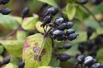 5du00119 - Hypericum androsaemum