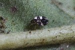 5du00136 - Corythucha arcuata