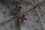 5du00142 - Corythucha arcuata
