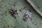 5du00158 - Corythucha arcuata