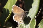 5du00192 - Cacyreus marshalli