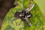 5du00201 - Stomorhina lunata