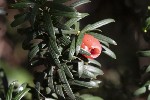 5du00213 - Taxus baccata
