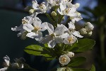 5du00220 - Choisya ternata