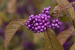 5du00227 - Callicarpa bodinieri