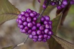 5du00231 - Callicarpa bodinieri