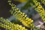 5du00239 - Berberis japonica