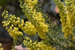 5du00242 - Berberis japonica
