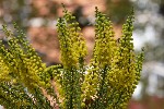 5du00246 - Berberis japonica