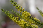 5du00249 - Berberis japonica