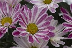 5du00251 - Tanacetum coccineum
