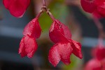 5du00254 - Begonia cucullata