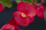 5du00256 - Begonia cucullata