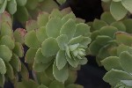 5du00260 - Sedum palmeri