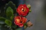 5du00265 - Kalanchoe blossfeldiana