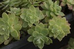 5du00267 - Sedum palmeri