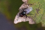 5du00292 - Hydrotaea diabolus