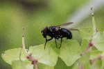 5du00324 - Hydrotaea sp.