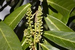 5du00464 - Prunus laurocerasus