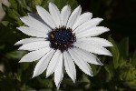 5du00471 - Dimorphotheca pluvialis