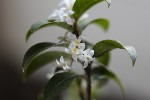 5du00523 - Osmanthus burkwoodii