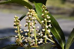 5du00552 - Prunus laurocerasus
