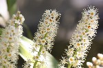 5du00555 - Prunus laurocerasus