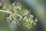 5du00566 - Aucuba japonica
