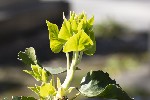 5du00571 - Hedera helix