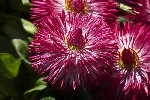 5du00574 - Bellis perennis