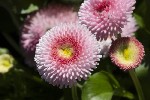 5du00575 - Bellis perennis