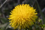 5du00579 - Taraxacum officinale