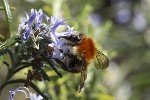 5du00592 - Bombus pascuorum