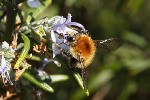 5du00596 - Bombus pascuorum