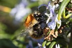5du00602 - Bombus pascuorum