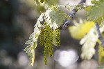 5du00615 - Quercus pubescens