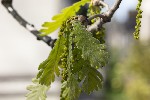 5du00618 - Quercus pubescens