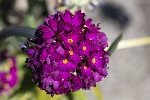 5du00623 - Primula denticulata