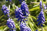 5du00625 - Muscari armeniacum