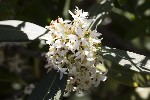 5du00630 - Osmanthus decorus