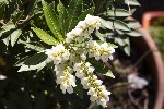 5du00671 - Pieris japonica